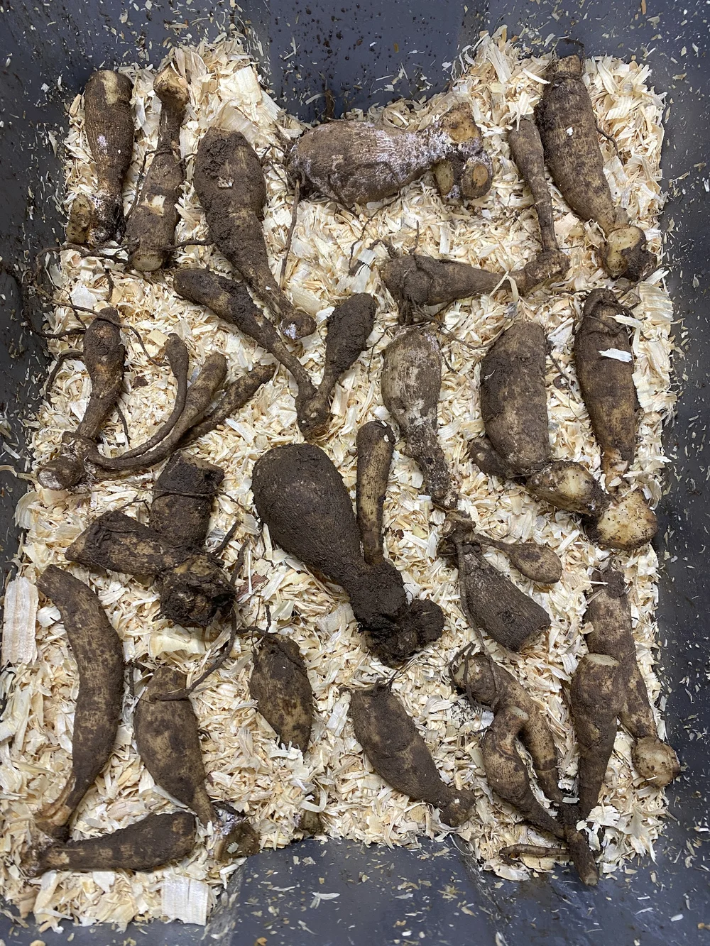 dahlia+tubers+in+sawdust+wood+